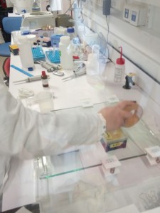 Erasmus chimie 2017 Pasteur